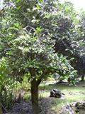 Tree Jasmine, Perfume Tree ، Brazilian oak